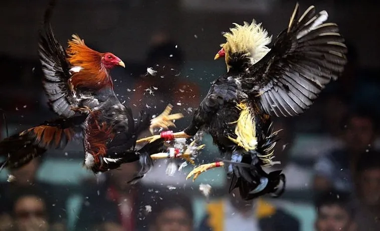 Cách Chơi Đá Gà Sabong W88 Hấp Dẫn Với Tỷ Lệ Thưởng Cao