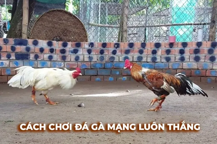 Cách Chơi Đá Gà Sabong W88 Hấp Dẫn Với Tỷ Lệ Thưởng Cao