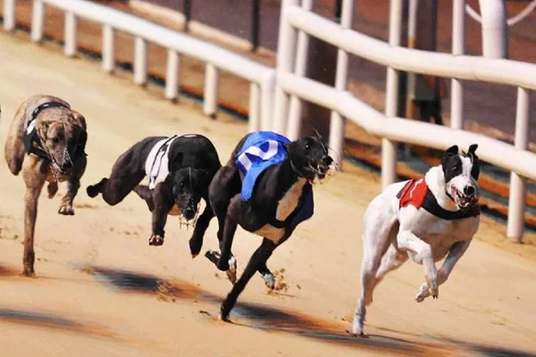 Cách Chơi Game Nhanh Đua Chó Tại W88 Để Tối Ưu Thắng Lớn