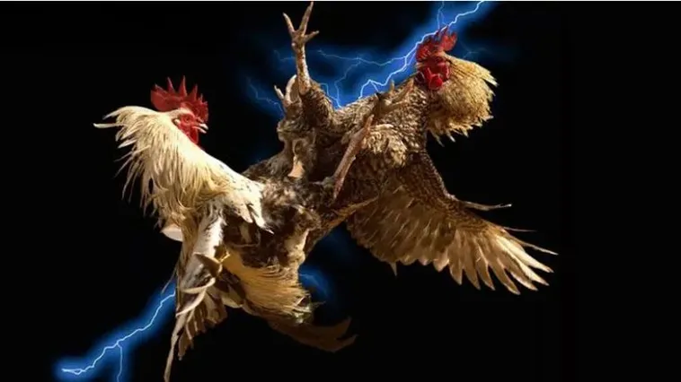 Đá Gà W88 Thu Hút Sư Kê Với Trận Đấu Kịch Tính